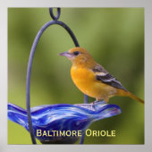 Baltimore Oriole Poster (Voorkant)