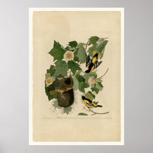 Baltimore Oriole Poster (Voorkant)