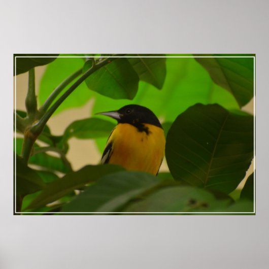 Baltimore Oriole Poster (Voorkant)