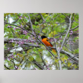 Baltimore Oriole Poster (Voorkant)