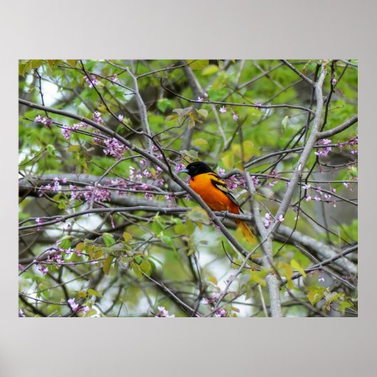Baltimore Oriole Poster (Voorkant)