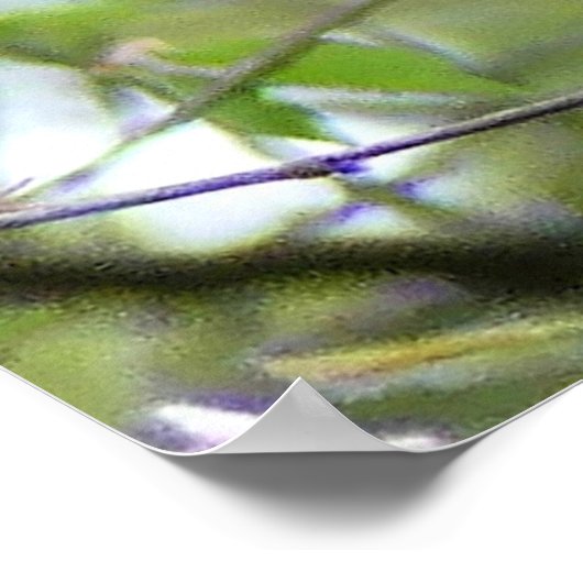 Baltimore Oriole Poster (Hoek)