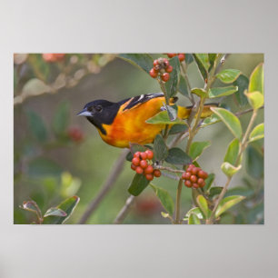 Baltimore Oriole Poster