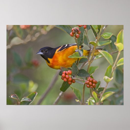 Baltimore Oriole Poster (Voorkant)