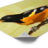 baltimore oriole print 5 x 7-inch afdrukken (Hoek)
