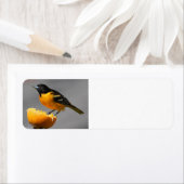 Baltimore Oriole retouradreslabels Etiket (Insitu)