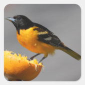 Baltimore Oriole stickers (Voorkant)