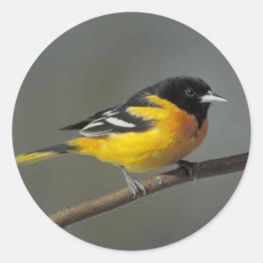 Baltimore Oriole stickers (Voorkant)