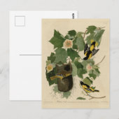 Baltimore Oriole - uit Audubon's Birds of America Briefkaart (Voorkant / Achterkant)