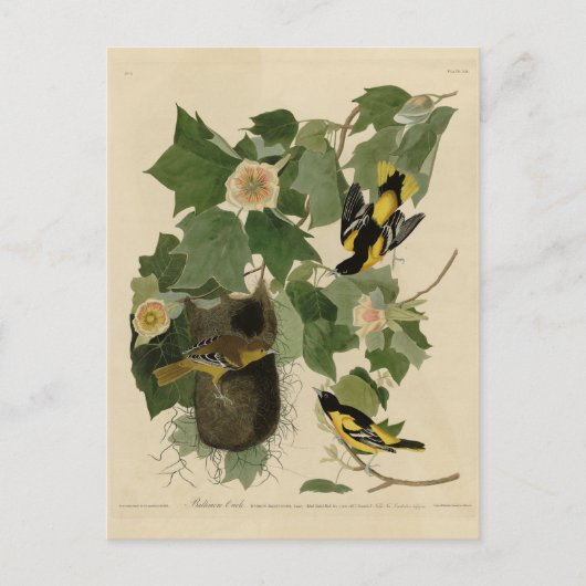 Baltimore Oriole - uit Audubon's Birds of America Briefkaart (Voorkant)