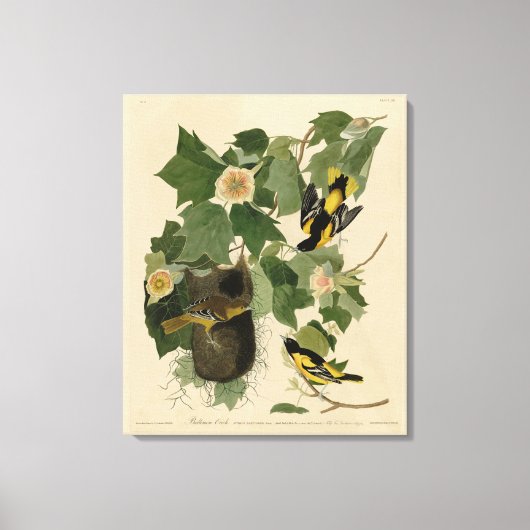 Baltimore Oriole - uit Audubon's Birds of America Canvas Afdruk (Voorkant)