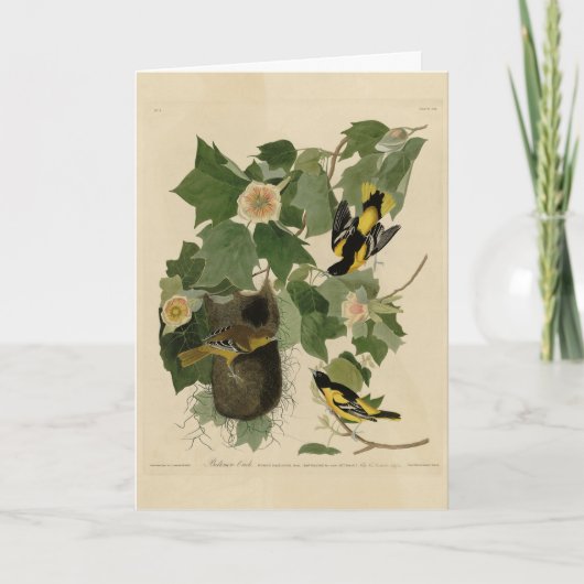 Baltimore Oriole - uit Audubon's Birds of America Kaart (Voorkant)