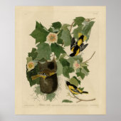 Baltimore Oriole - uit Audubon's Birds of America Poster (Voorkant)