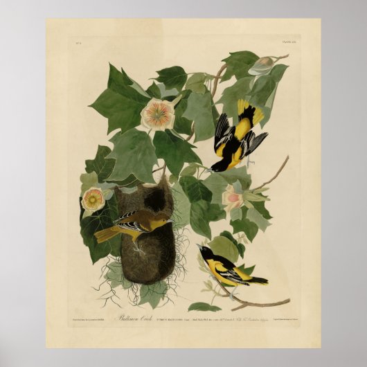 Baltimore Oriole - uit Audubon's Birds of America Poster (Voorkant)