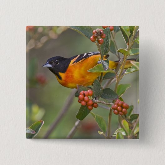 Baltimore Oriole Vierkante Button 5,1 Cm (Voorkant)