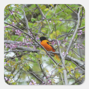 Baltimore Oriole Vierkante Sticker