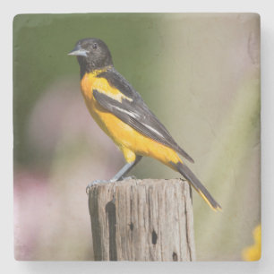 Baltimore Oriole vrouw in bloementuin Stenen Onderzetter
