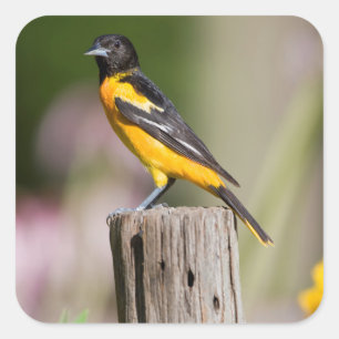 Baltimore Oriole vrouw in bloementuin Vierkante Sticker