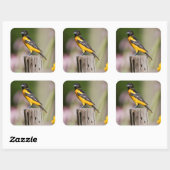 Baltimore Oriole vrouw in bloementuin Vierkante Sticker (Vel)
