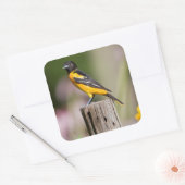 Baltimore Oriole vrouw in bloementuin Vierkante Sticker (Envelop)