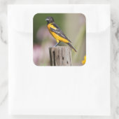 Baltimore Oriole vrouw in bloementuin Vierkante Sticker (Tas)