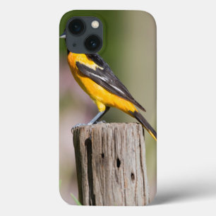 Baltimore Oriole vrouw in bloemtuin Case-Mate iPhone Case
