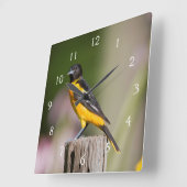 Baltimore Oriole vrouw in bloemtuin Vierkante Klok (Hoek)