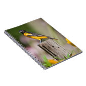 Baltimore Oriole vrouwtje in bloementuin Notitieboek (Rechterzijde)