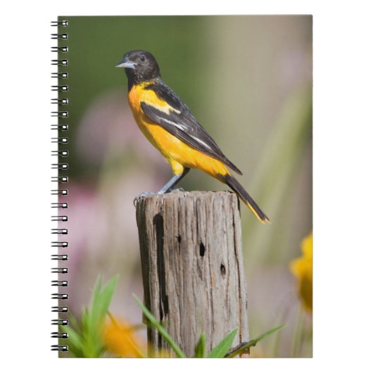 Baltimore Oriole vrouwtje in bloementuin Notitieboek (Voorkant)