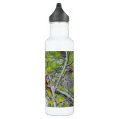 Baltimore Oriole Waterfles (Rechts)