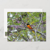 Baltimore Oriole Wenskaart Briefkaart (Voorkant / Achterkant)