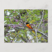 Baltimore Oriole Wenskaart Briefkaart (Voorkant)