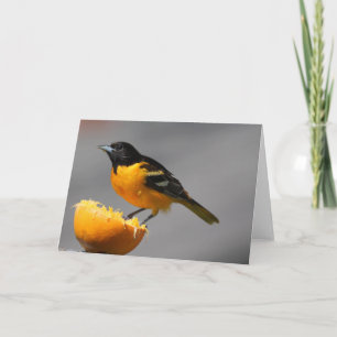 Baltimore Oriole Wenskaart Kaart