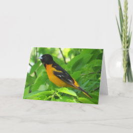 Baltimore Oriole Wenskaart Kaart