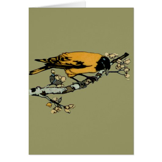 Baltimore Oriole Yellow  Bird Illustration (Voorkant)