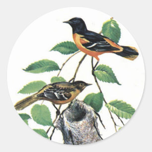 Baltimore Orioles geïllustreerde vogels Ronde Sticker