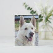 Balto Briefkaart (Staand voorkant)