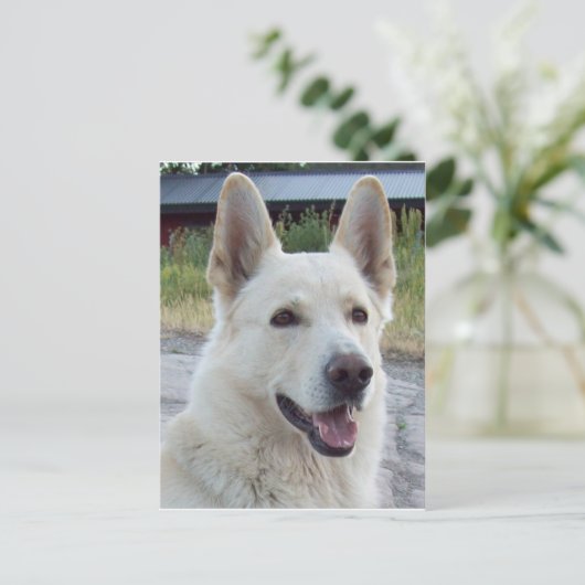 Balto Briefkaart (Staand voorkant)