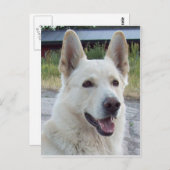 Balto Briefkaart (Voorkant / Achterkant)