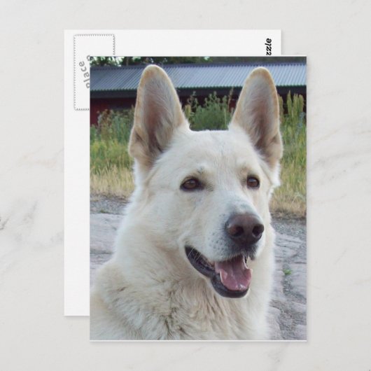 Balto Briefkaart (Voorkant / Achterkant)