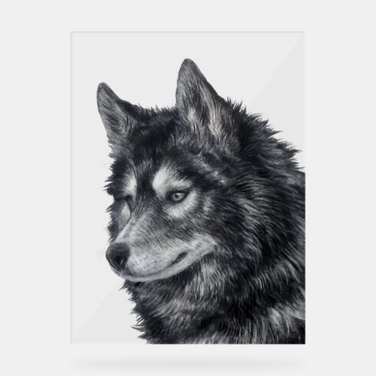 Balto Dog Acryl Bord (Voorkant)