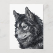 Balto Dog Briefkaart (Voorkant)