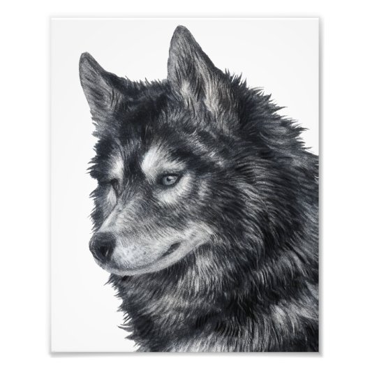 Balto Dog Foto Afdruk (Voorkant)