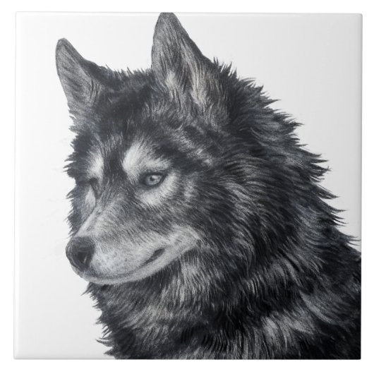 Balto Dog Illustratie Tegeltje (Voorkant)