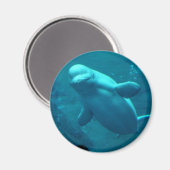 Baluga Whale Magneet (Voorkant / Achterkant)