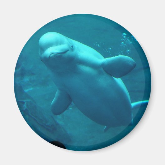 Baluga Whale Magneet (Voorkant)