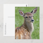 Bambi-ansichtkaart Briefkaart (Voorkant / Achterkant)