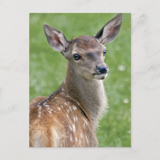 Bambi-ansichtkaart Briefkaart (Voorkant)