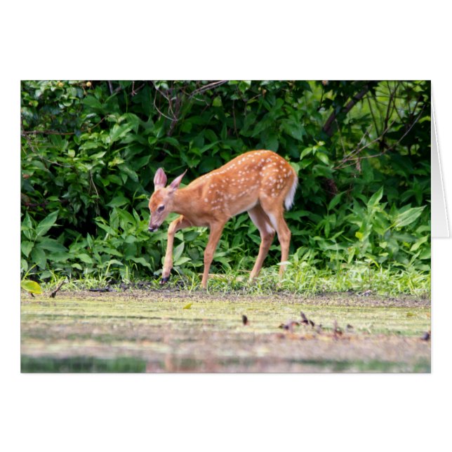 Bambi door het water (Voorkant Horizontaal)