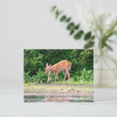 Bambi door het water briefkaart (Staand voorkant)